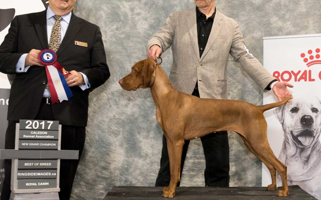 Charlee Girl New Grand Champion