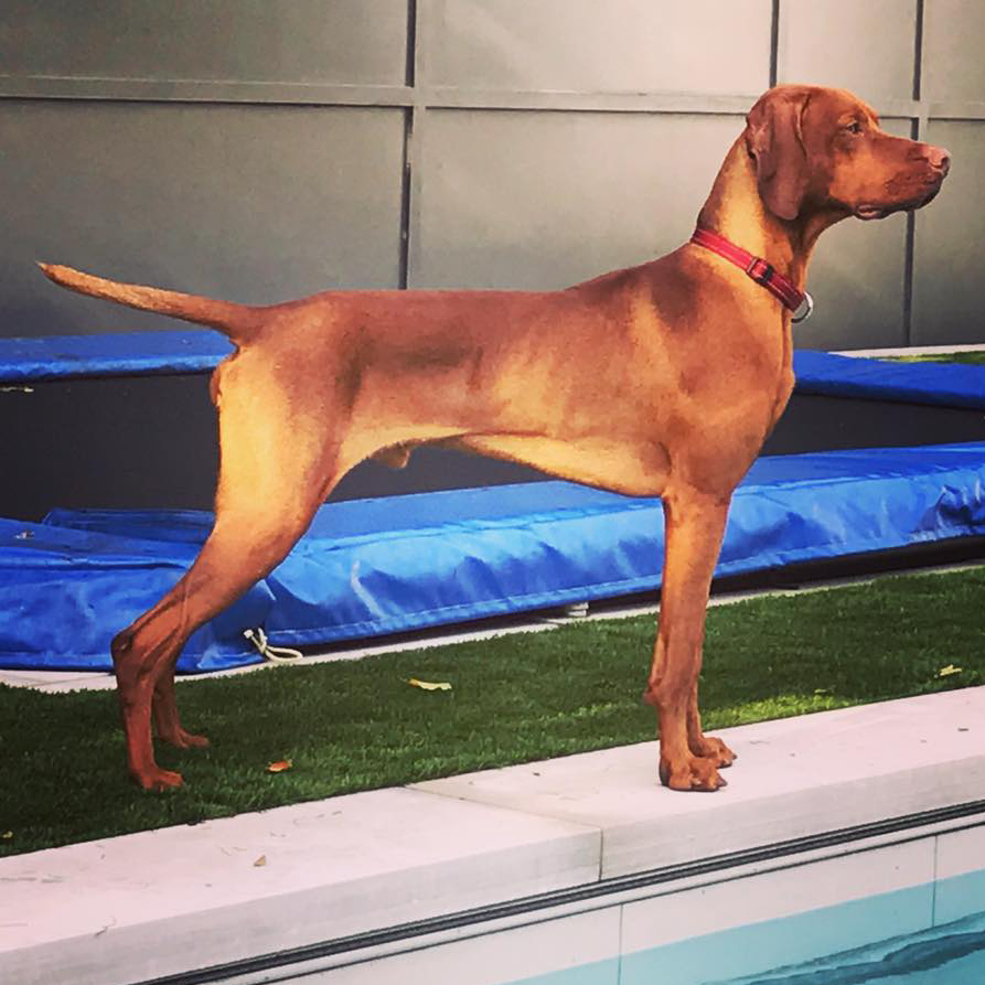 CH Ferngold's Celtic Thunder (Vizsla)