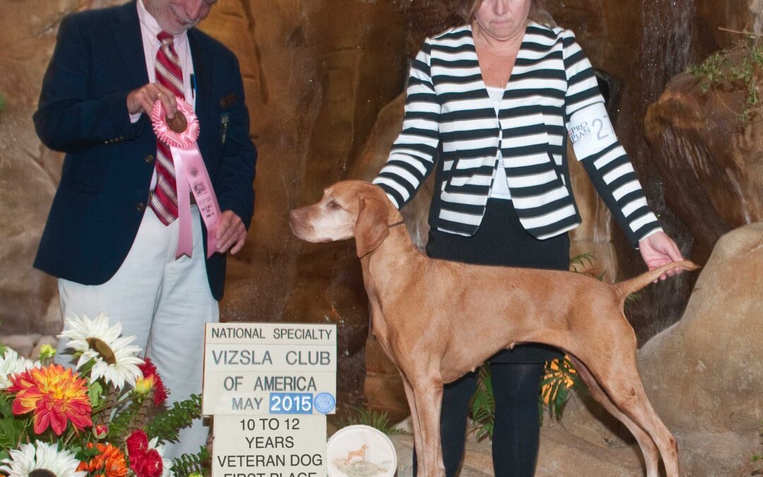 Dasher wins 10-12 Veteran Bitch at US Nationals