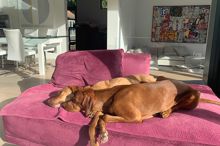 Ferngold vizsla Charlee chilling with mom, Targa.