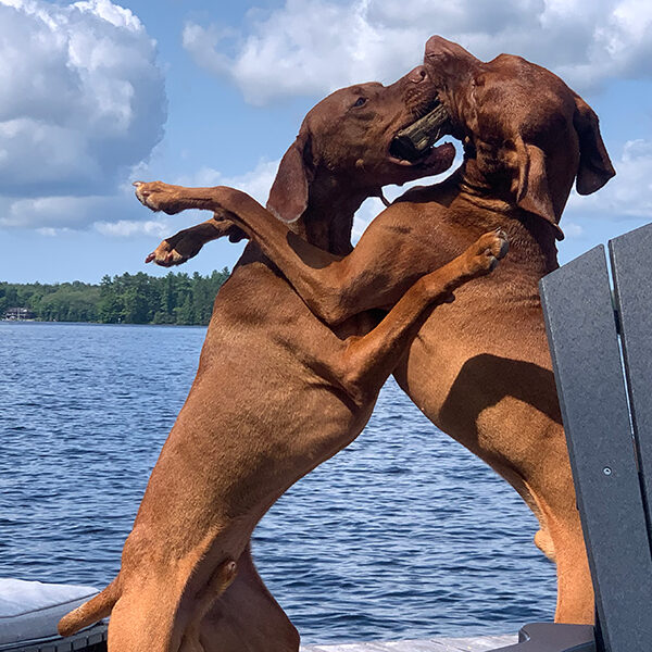 Sterling and North enjoying life the dock