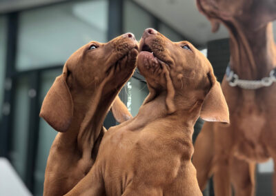 Two Ferngold vizsla puppies play, Oakville, Ontario