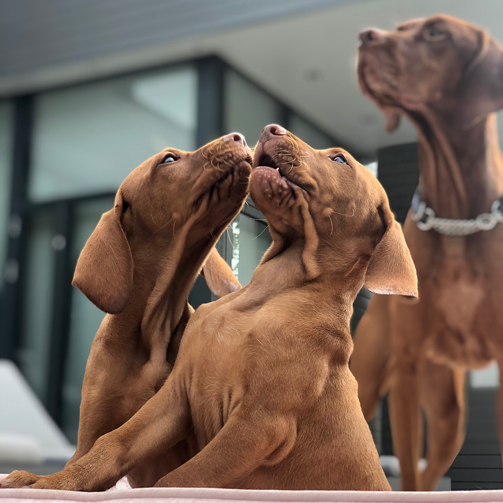 Vizsla photos best sale