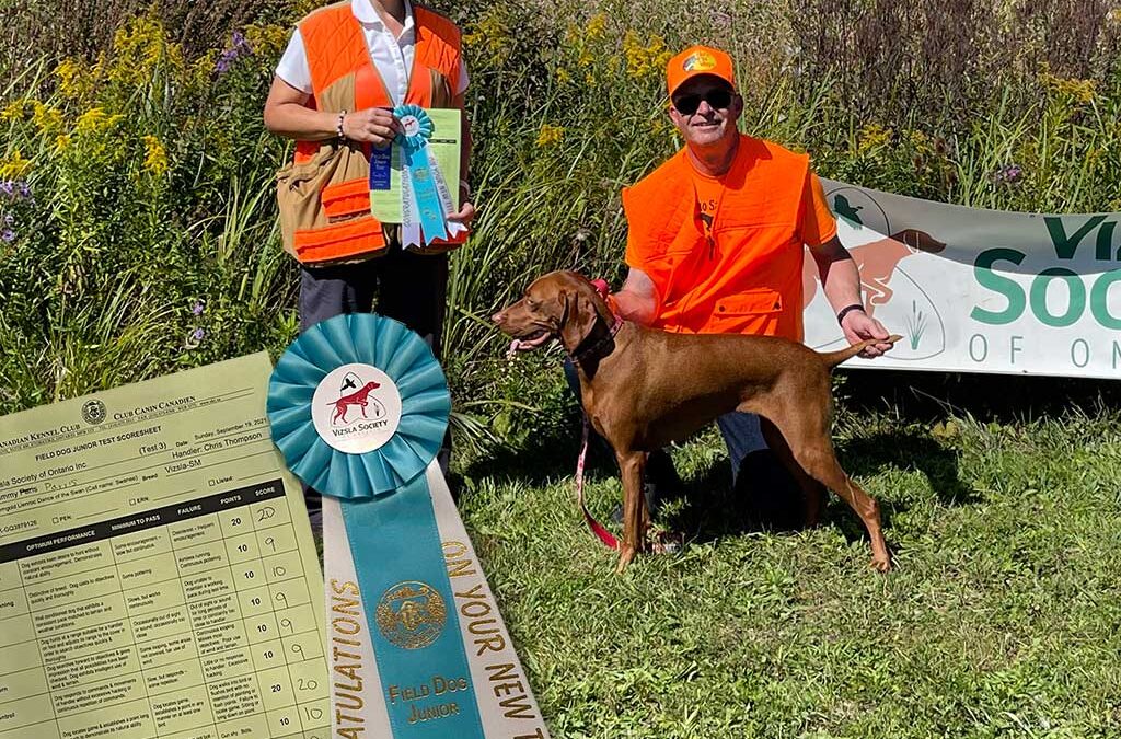Swanee is now Field Dog Junior!