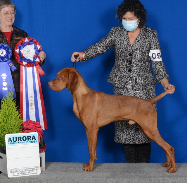 North has Big Weekend at Aurora Kennel Club!