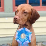 North wins Select Dog at Conestoga Specialty