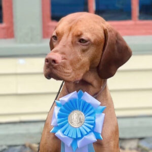 North wins Select Dog at Conestoga Specialty