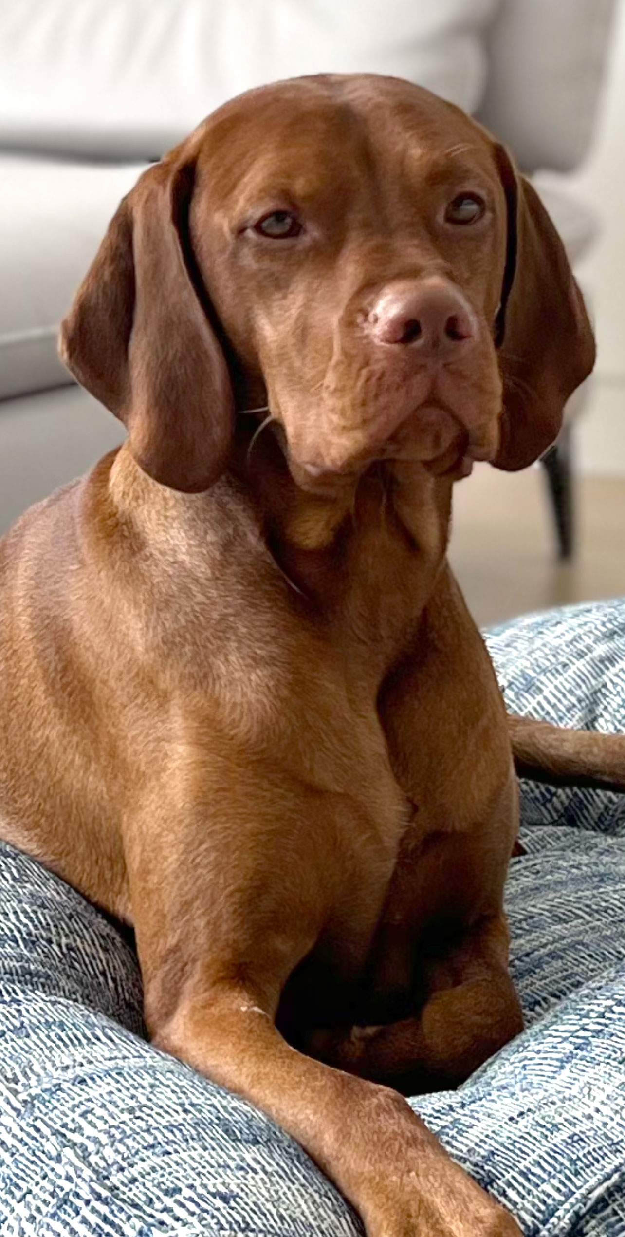 North relaxing after his long trip to the Vizsla specialties in Grey Summit, Missouri. He had a few great wins taking two Selects and an Award of Merit.