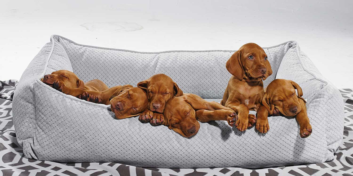 Ferngold Vizsla puppies