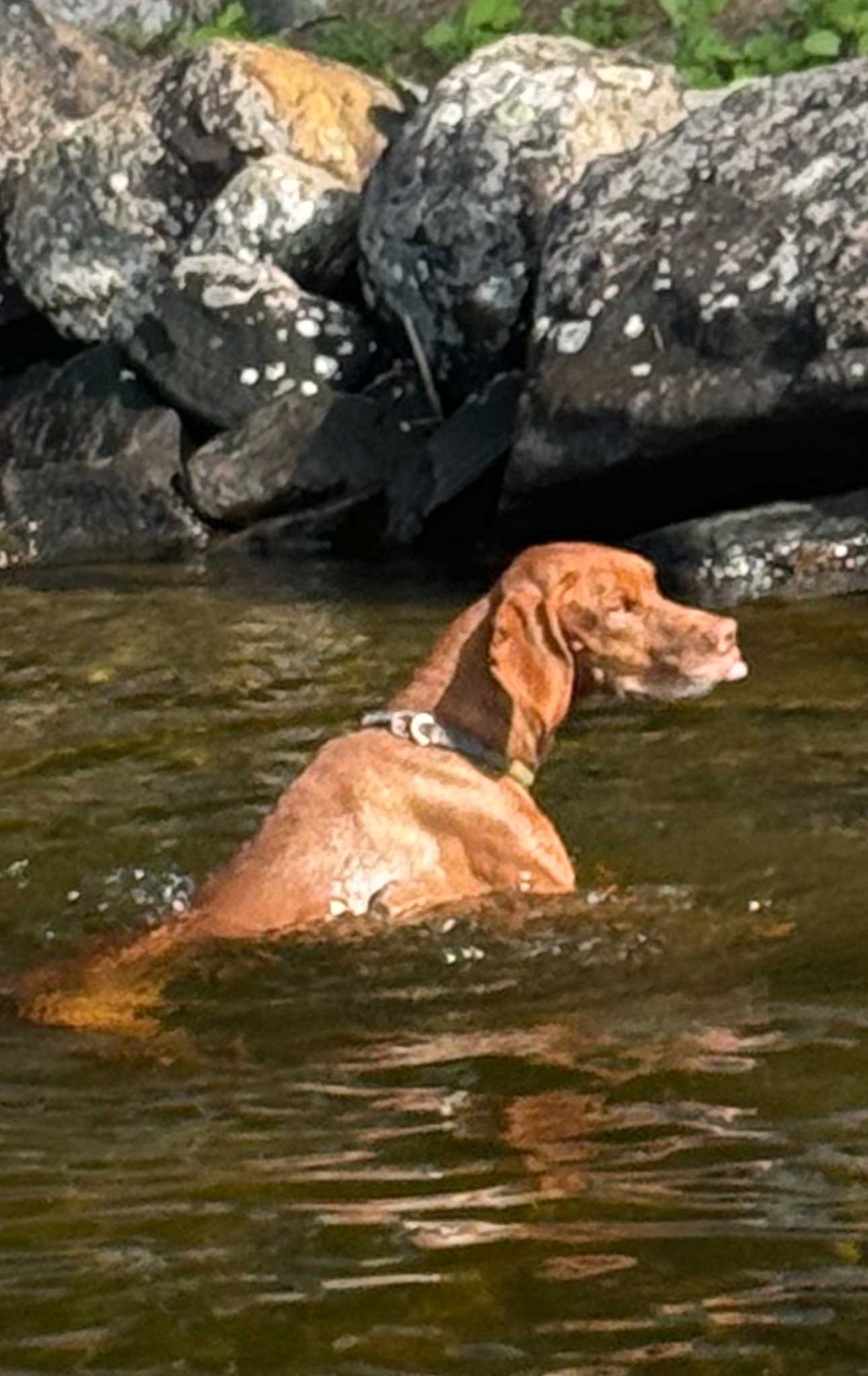 GrCH Ferngold's Royal Sterling FDJ (Vizsla)