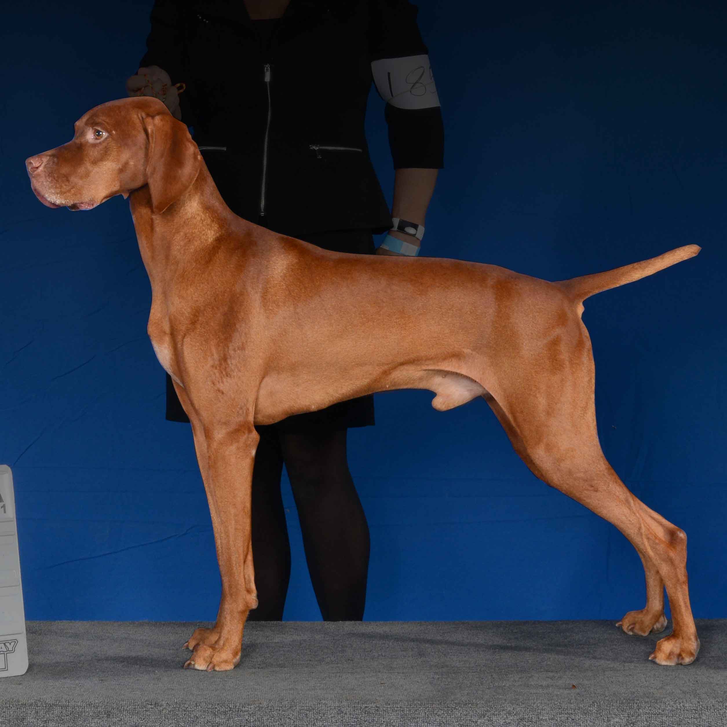 GrCH Ferngold's Royal Sterling FDJ (Ferngold Vizslas, breeder, Ontario)