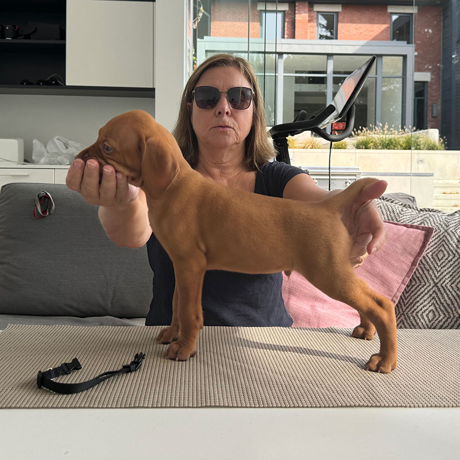 Ferngold Vizsla puppies: Izzy Sterling Litter: Boy puppies @ six Weeks