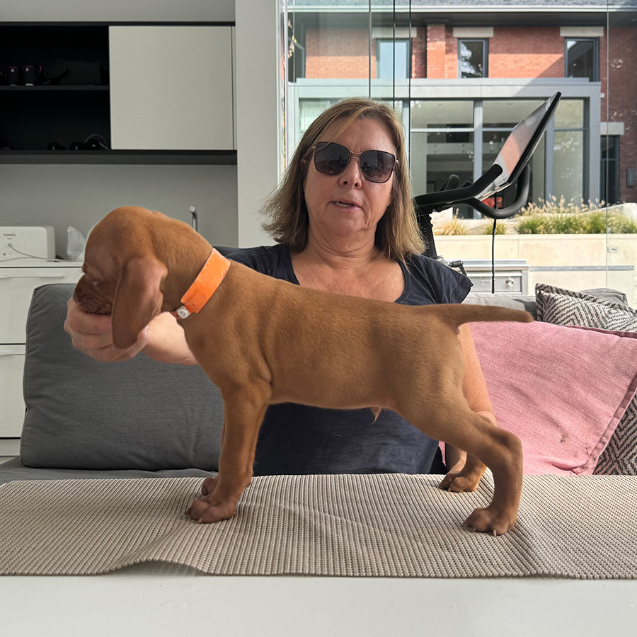 Ferngold Vizsla puppies: Izzy Sterling Litter: Boy puppies @ six Weeks