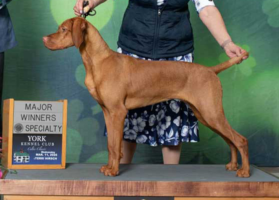 Oakglen's Dancing Deer Run With Ferngold (Stevie)