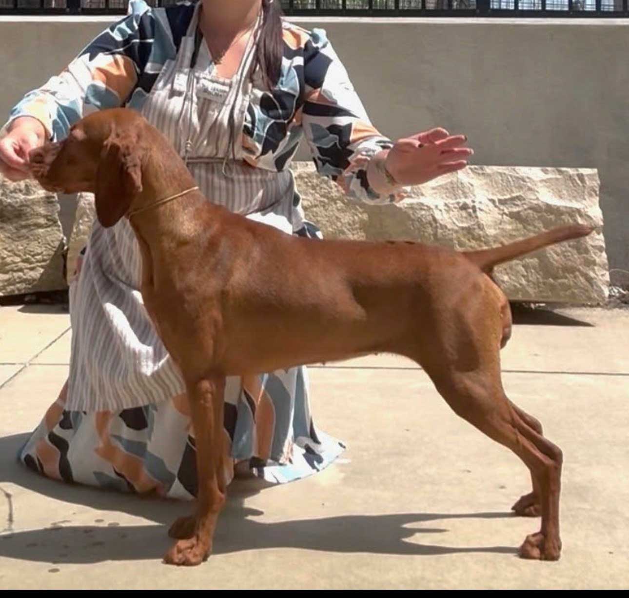 Oakglen's Dancing Deer Run With Ferngold (Stevie)