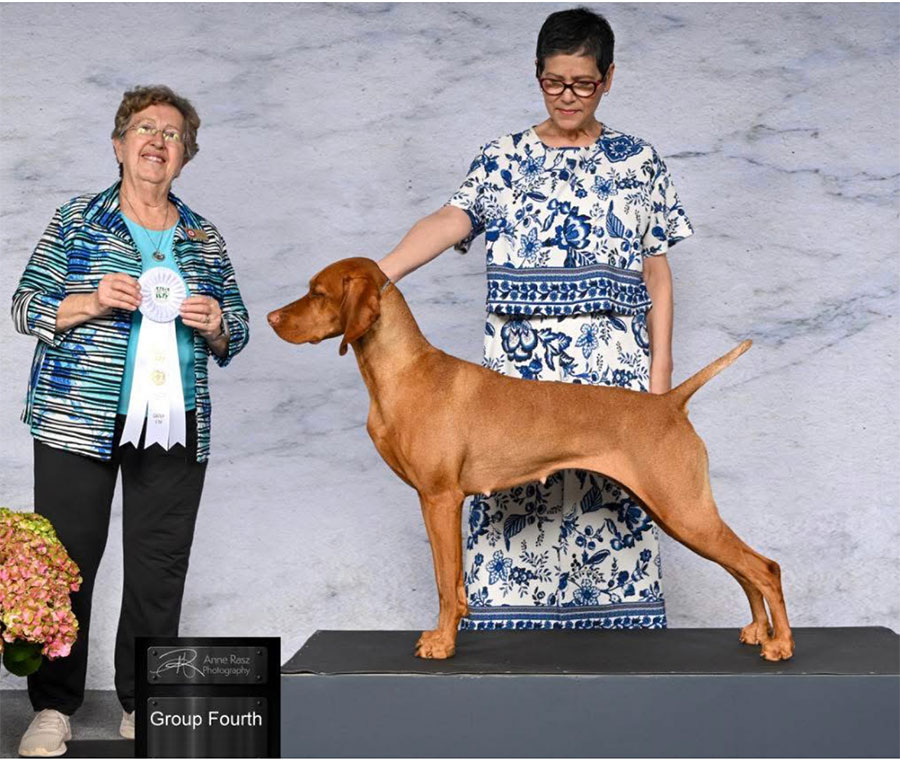 Champion Vizsla, Ferngold Vizslas